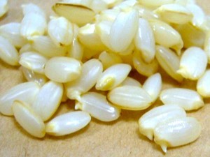 玄米　注意点　消化不良　オススメ　発芽玄米